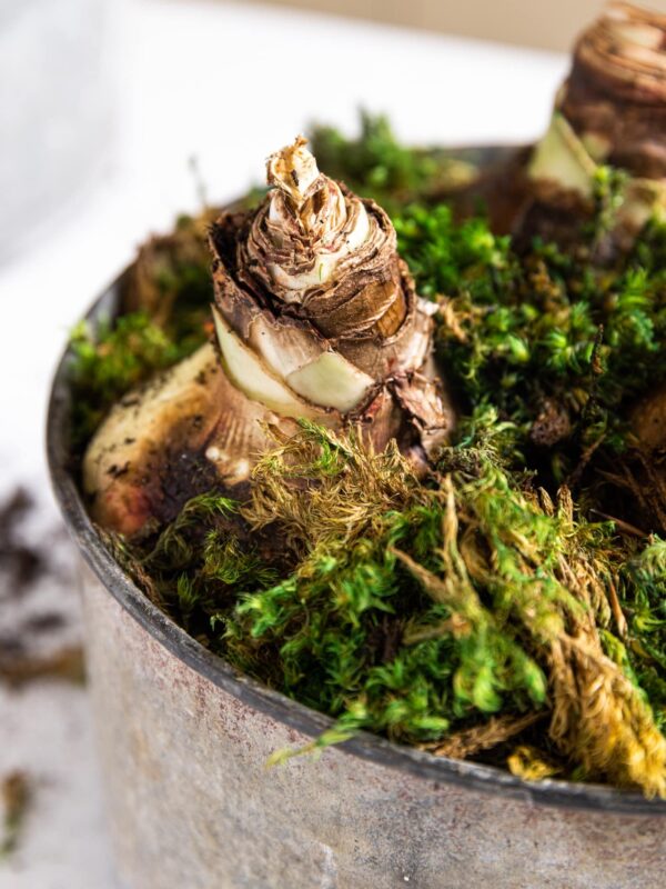 Amaryllis bulb planted in dirt with moss all around all sitting in metal container on white countertop