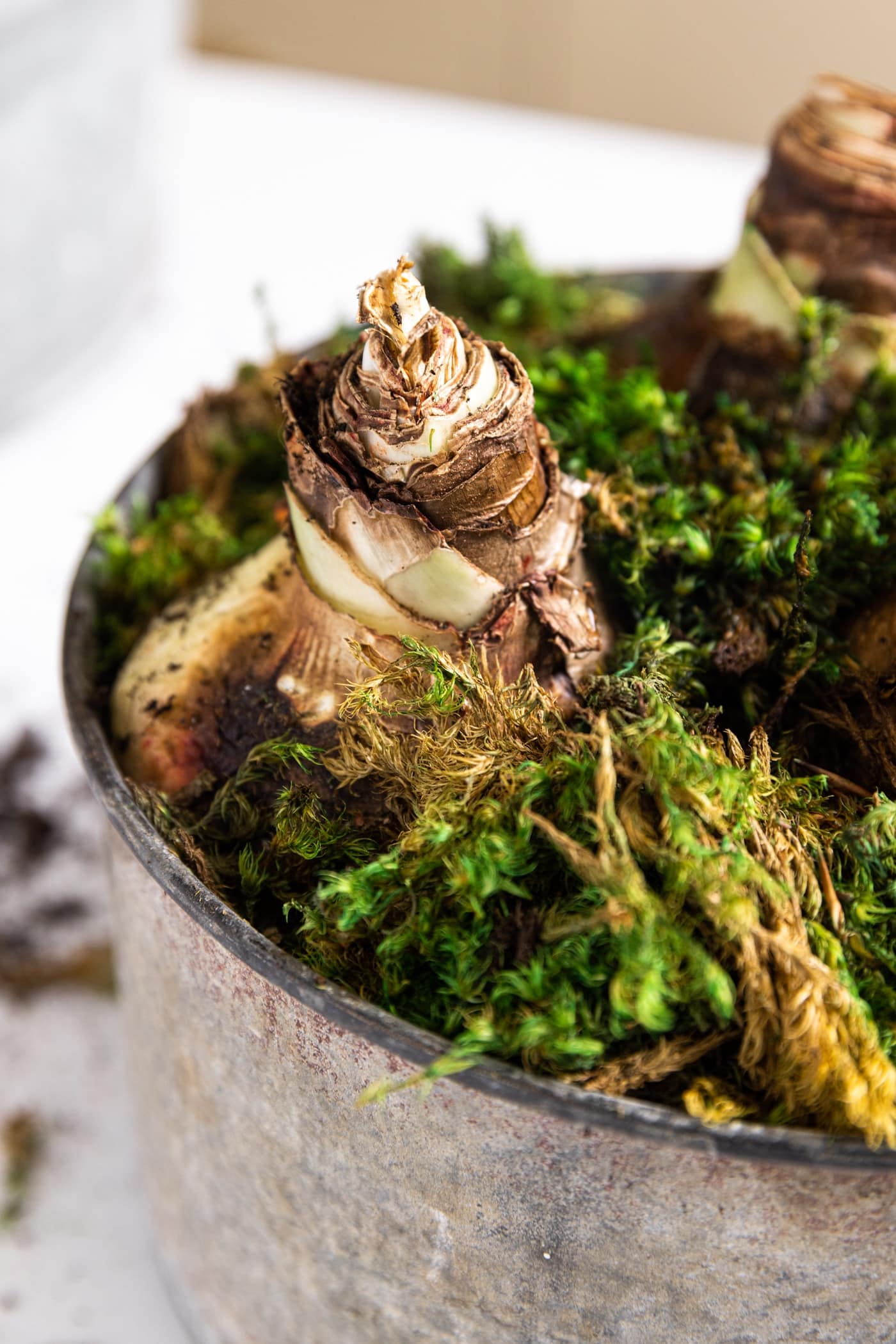 How to Plant Amaryllis - Wyse Guide