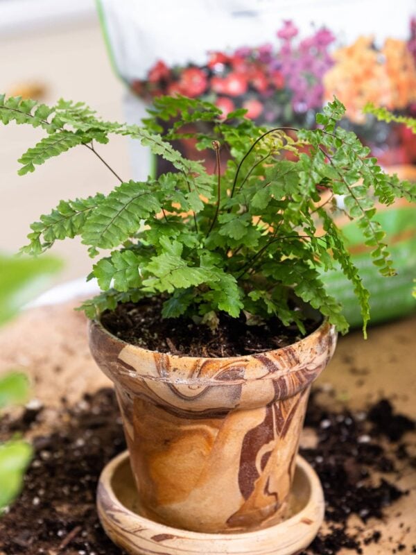 Leafy green plant sitting in marbled terracotta plant container with soil all around the base
