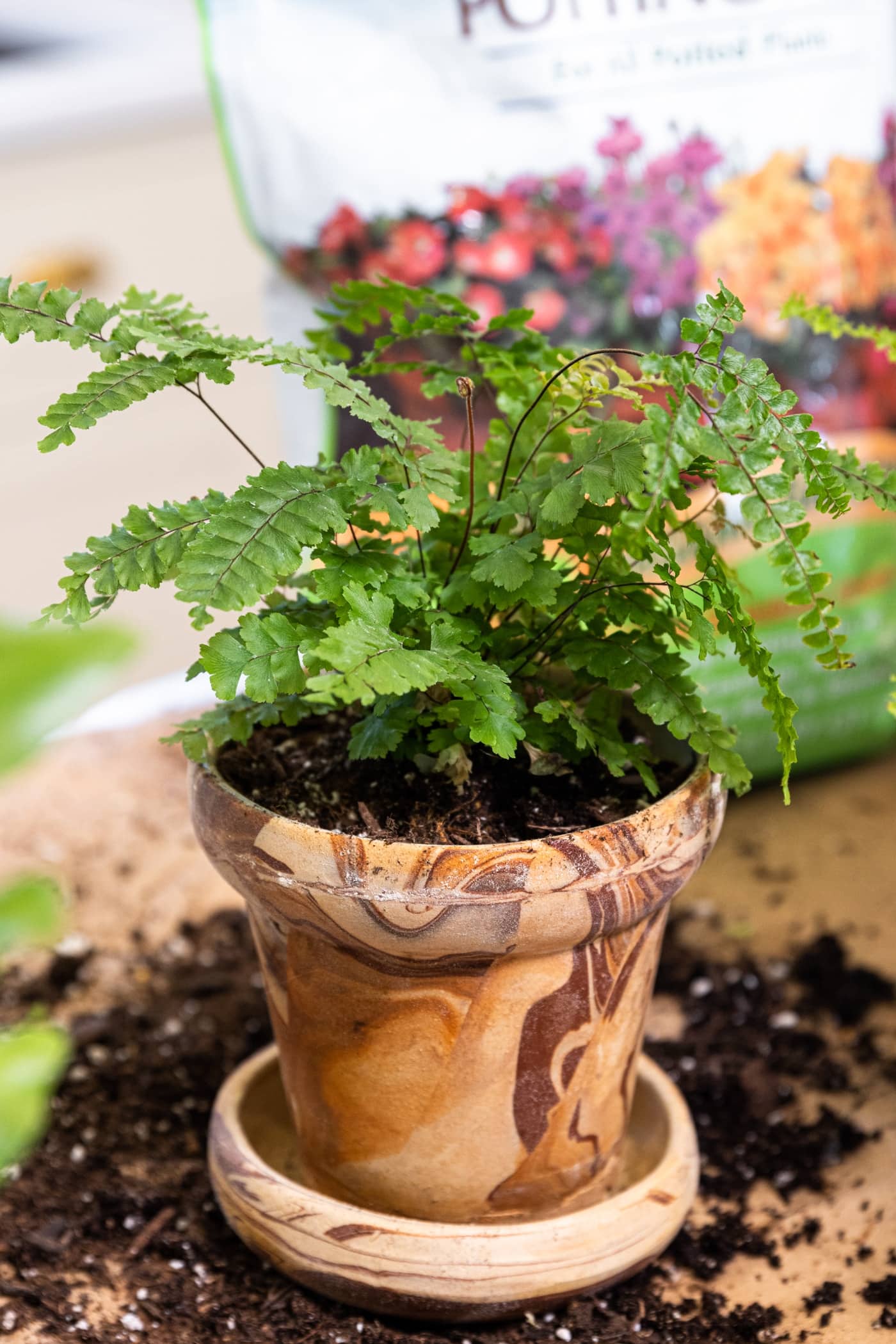 Great Plant Escape - Soil for Gardening Indoors