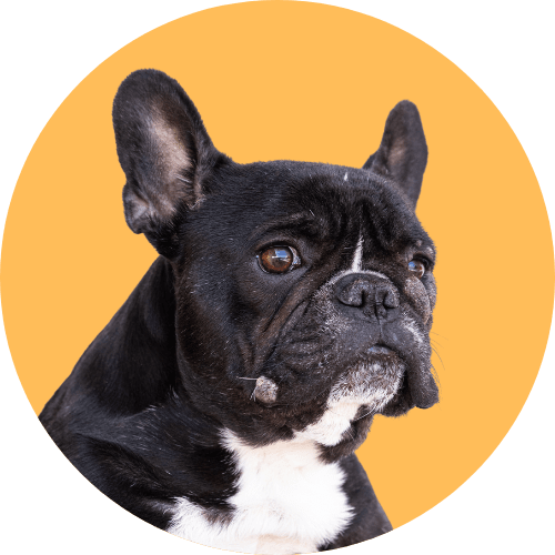 Black French bulldog sitting in front of orange background.