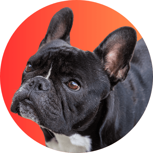 Black French bulldog named Kip standing in front of a red and orange gradient background.