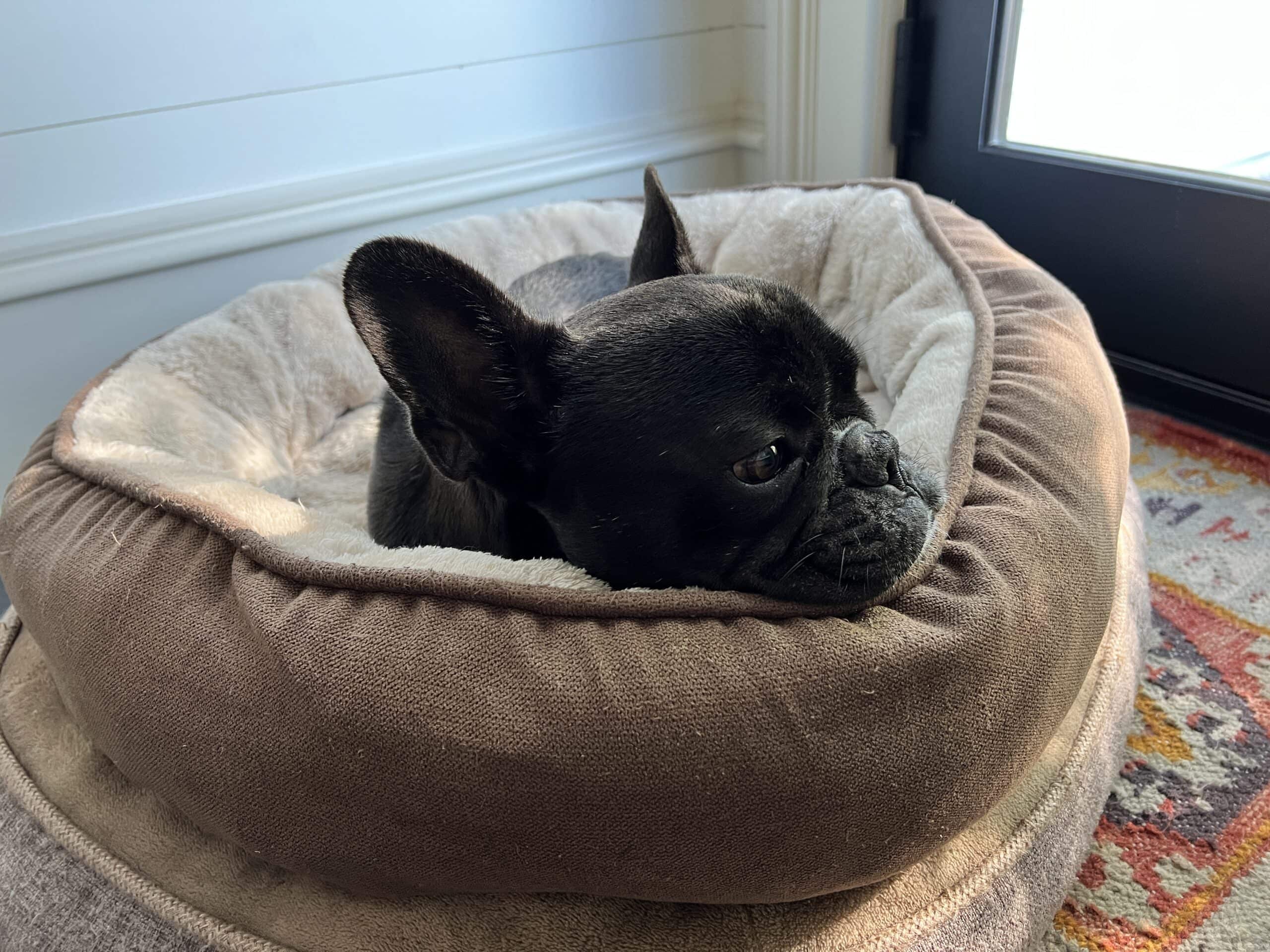 Black French bulldog named Kip laying in brown bed with black door behind.