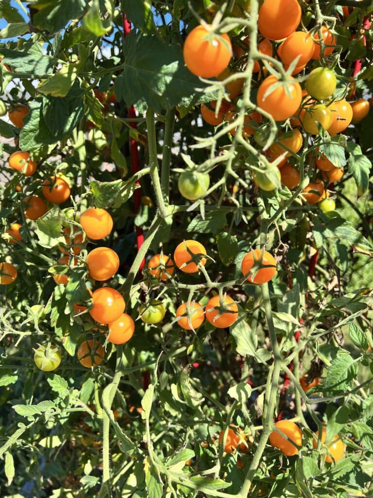 Sungold tomatoes on the vine.