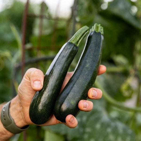 Hand holding onto two zucchini sandwiched up against each other with green background.