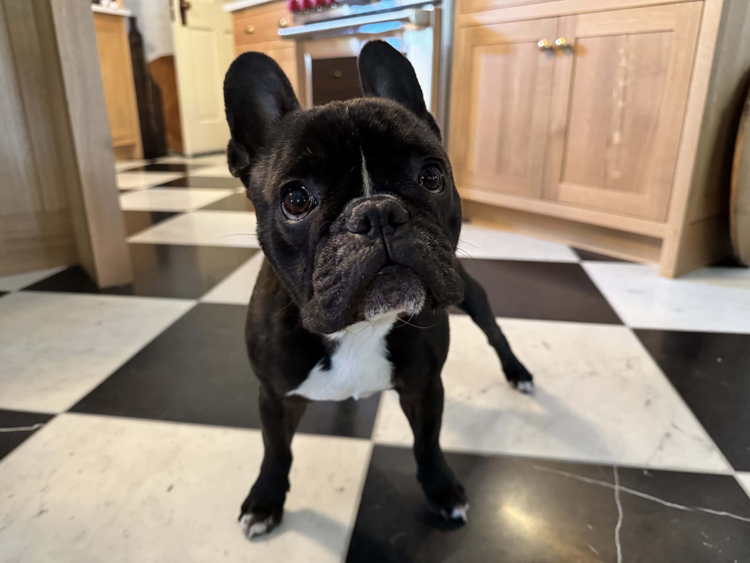 Black French bulldog standing on marble checkerboard floor in kitchen looking at the camera.