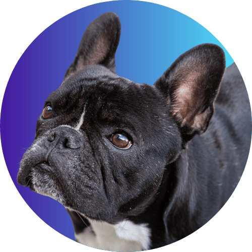 Black French bulldog standing in front of blue ombre background.