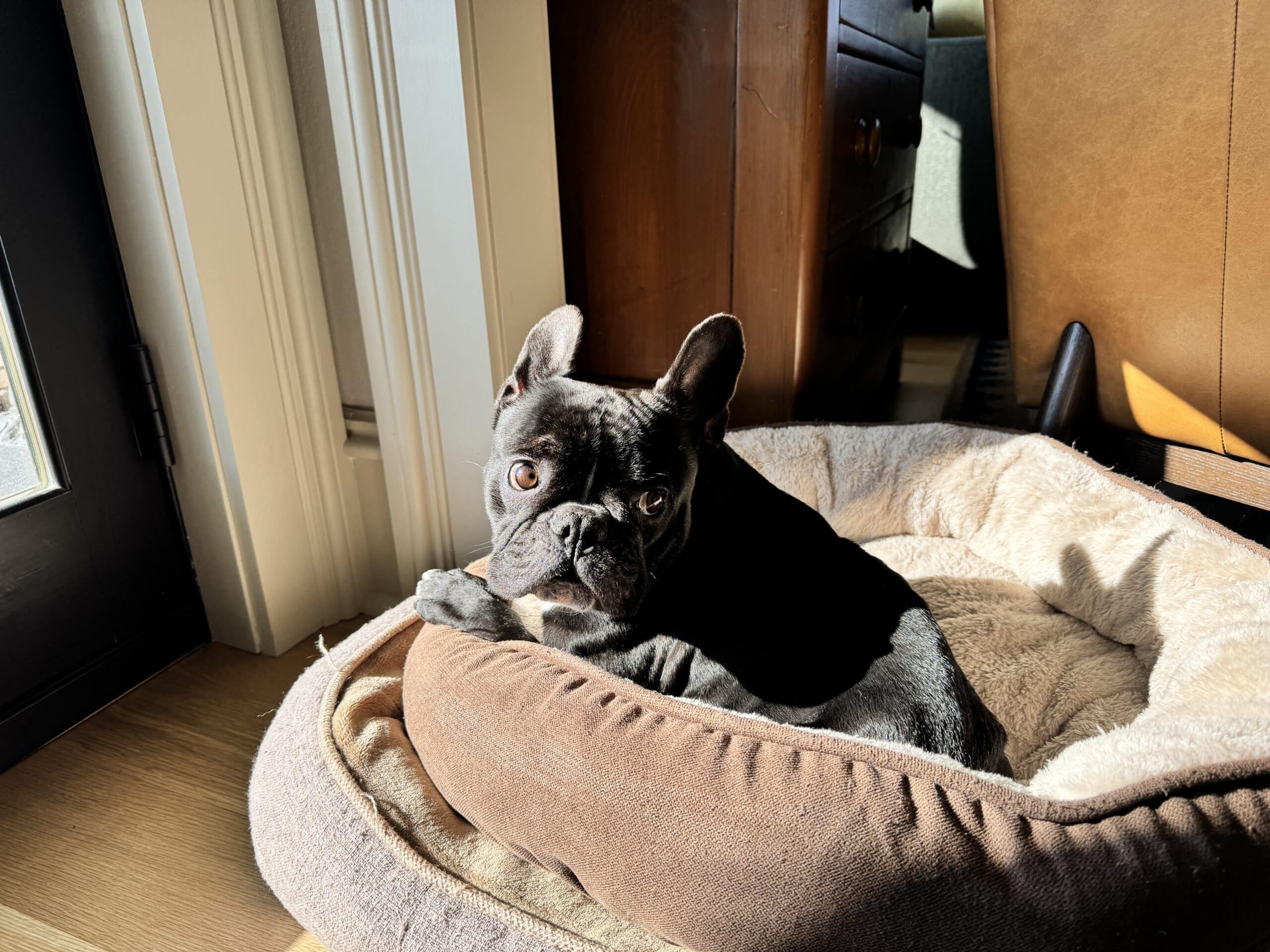 Black French bulldog named Kip sitting in a bed in the sunlight looking backwards.