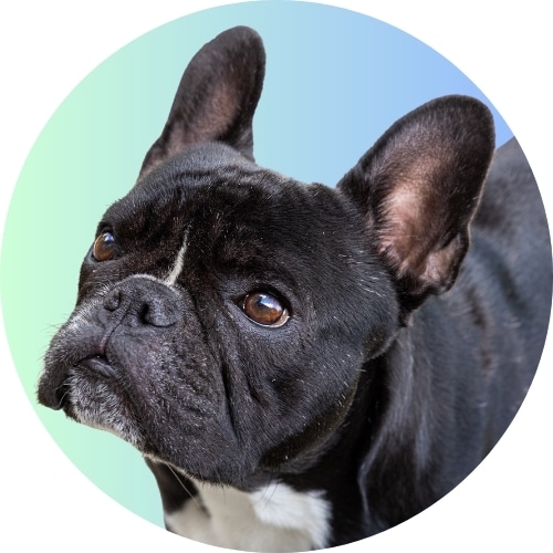 Black French bulldog standing in front of ombre light blue to darker blue background.