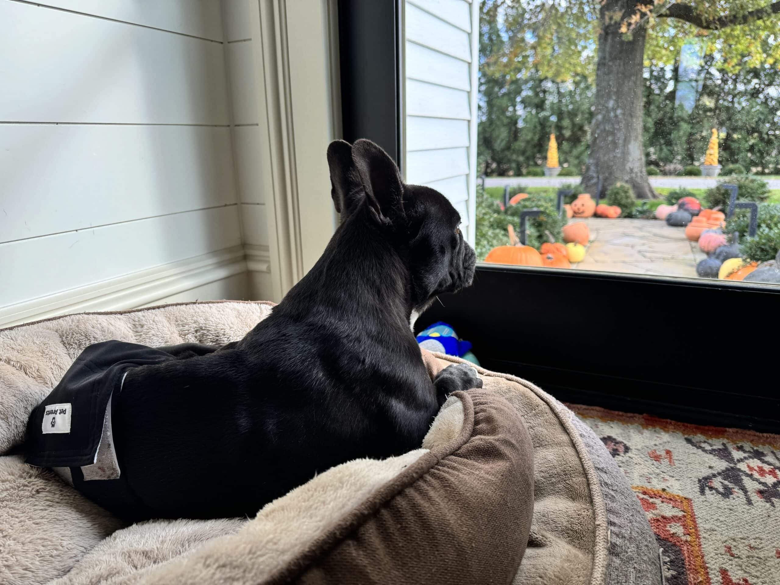 Black French bulldog named Kip sitting on two beds in front of door looking outside.