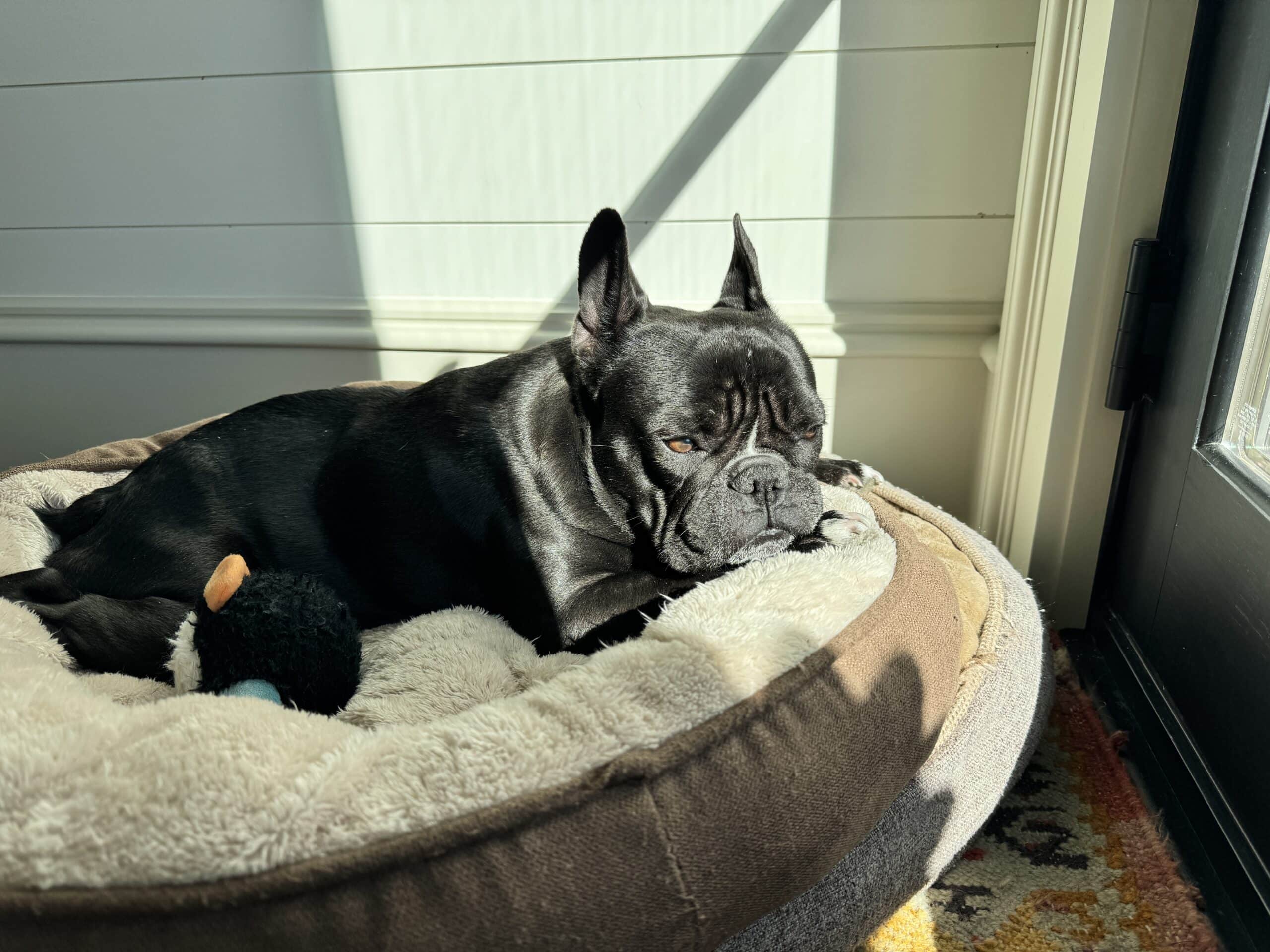 Black French bulldog named Kip resting in the sunshine in his bed with a toy to the side.