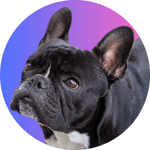 Black French bulldog named Kip standing in front of purple to blue ombre background.