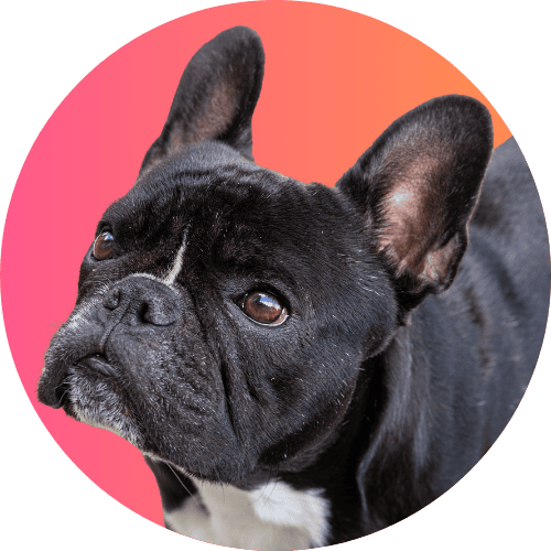 Black French bulldog standing in front of pink and orange ombre background.