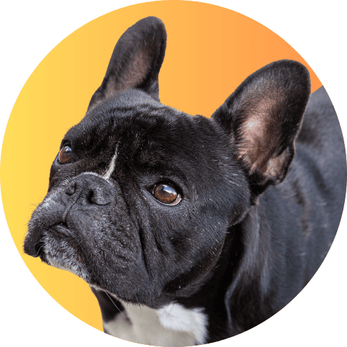 Black French bulldog named Kip standing in front of ombre yellow and orange background.