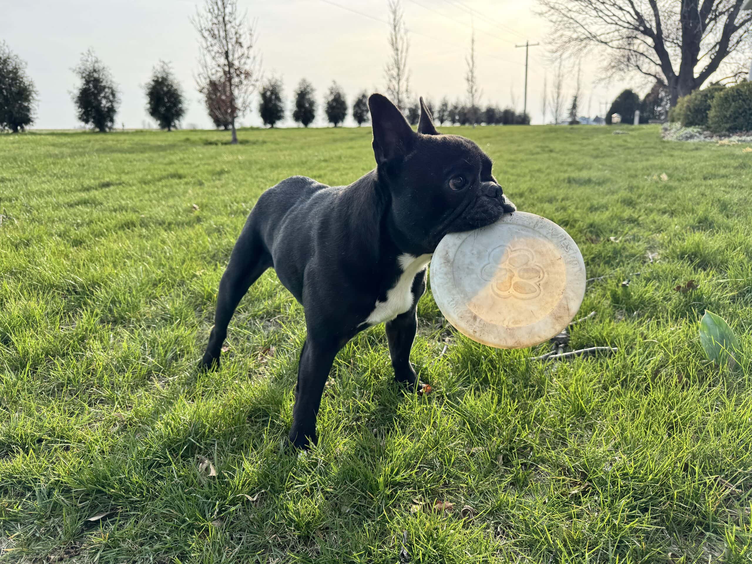 Black French bulldog named Kip holding a frisbee in mouth in green yard.