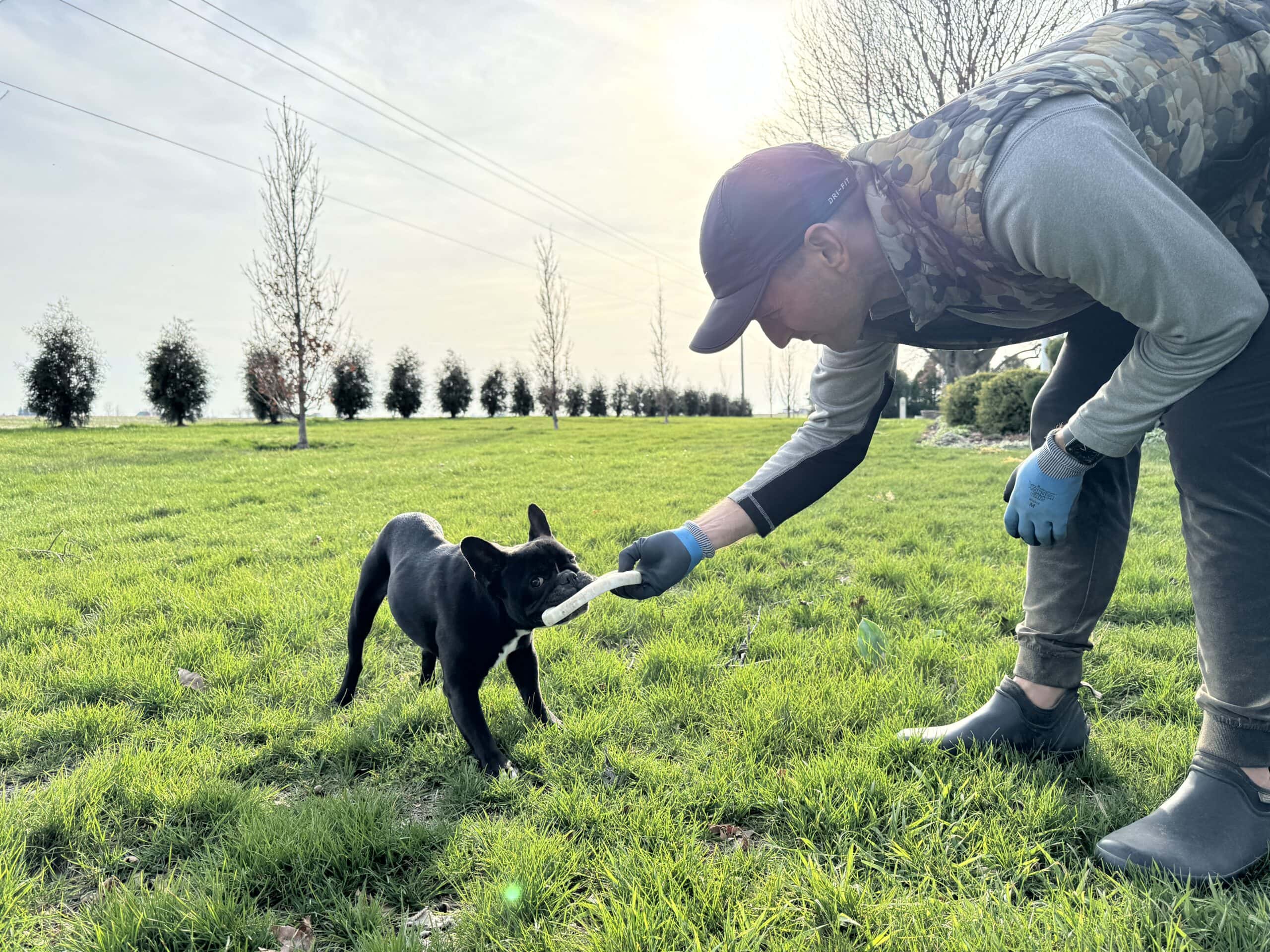 Kaleb Wyse pulling frisbee away from black French bulldog in green yard.