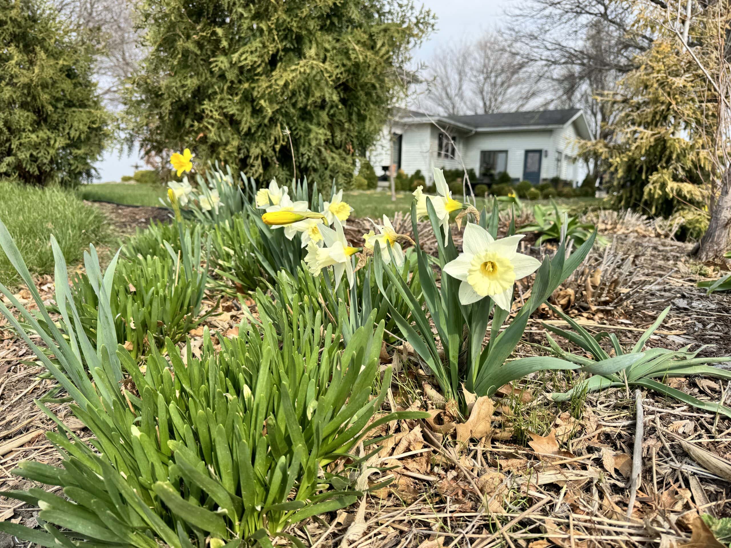 Daffodils in flowerbed in front of white farmhouse in Iowa.