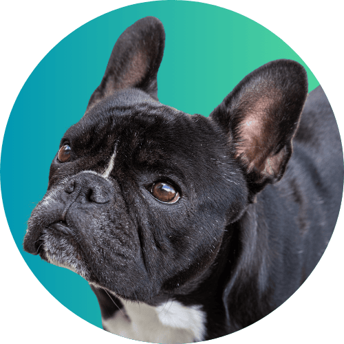 Black French bulldog named Kip standing in front of ombre blue to green background looking up.