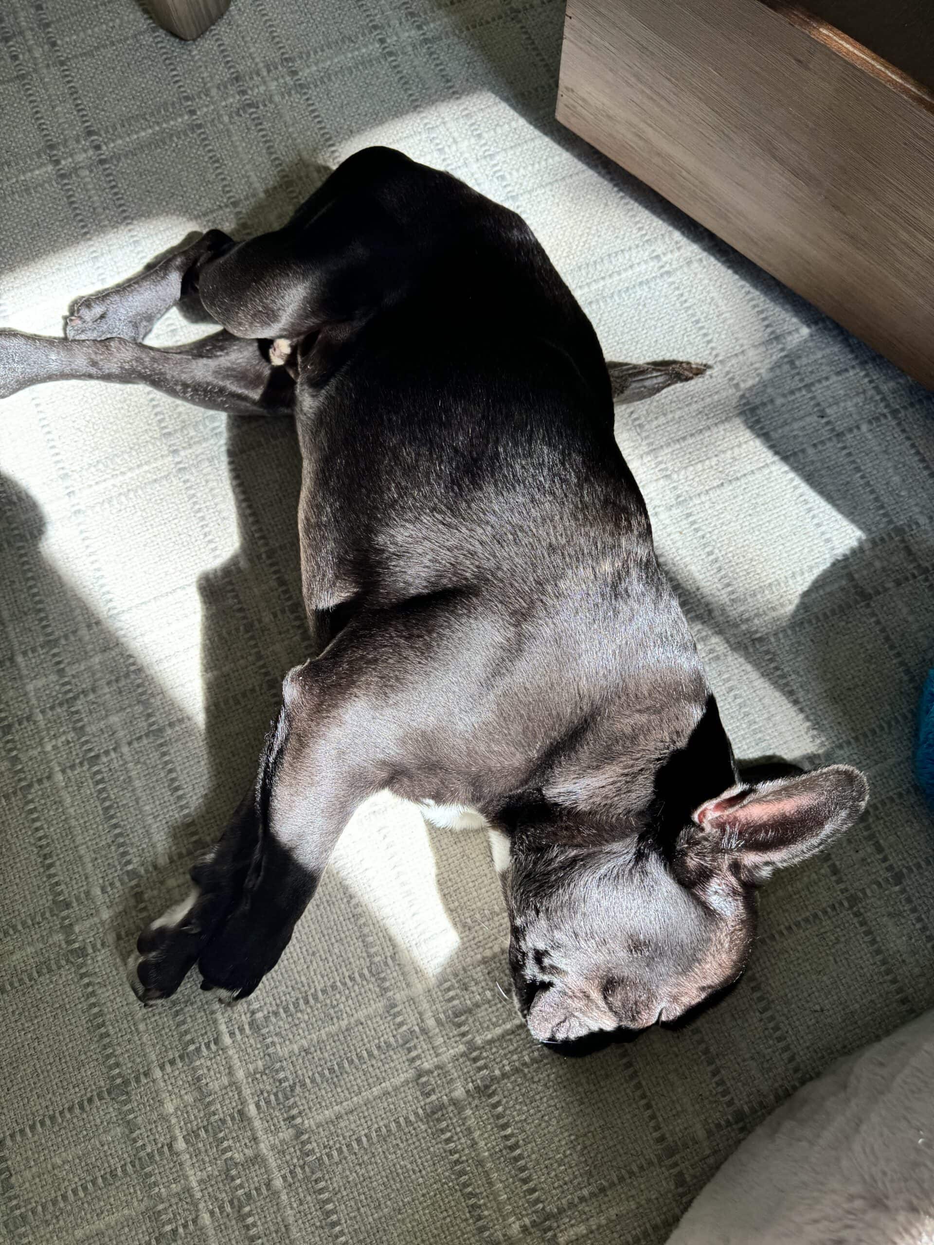 Black French bulldog named Kip laying on carpet in the sunlight while napping.