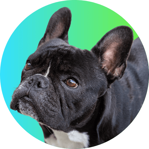 Black French bulldog named Kip standing in front of blue to green ombre background.