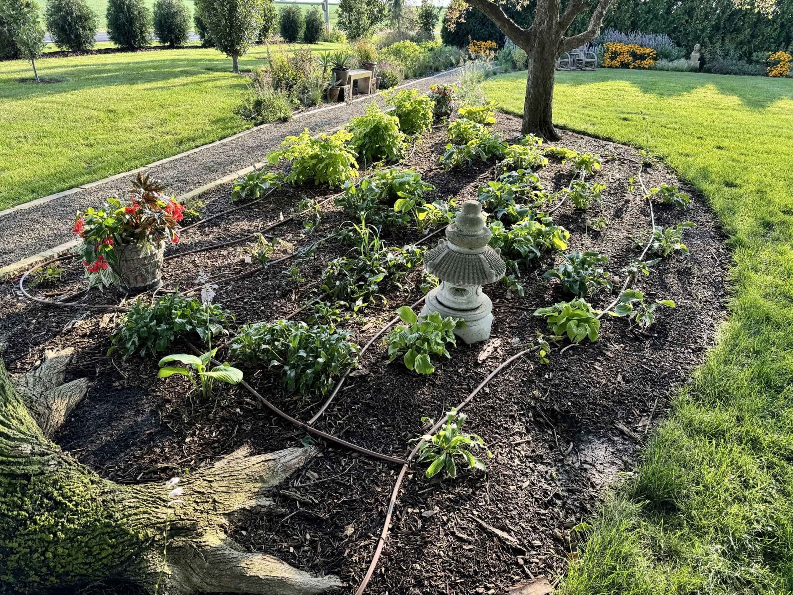Shade flowerbed with lots of hosta with newly installed drip line visible on the mulch.