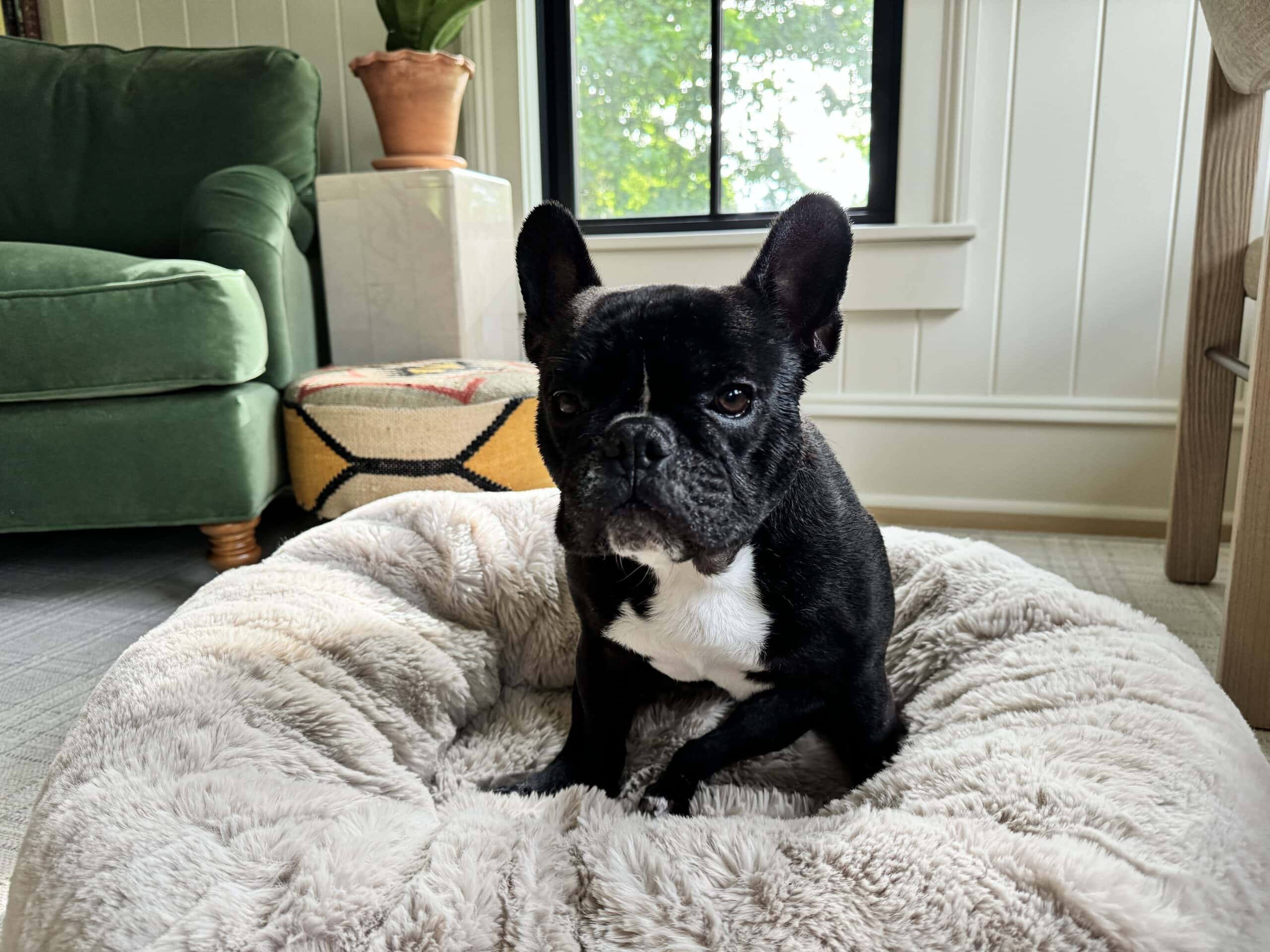 Black French bulldog named Kip sitting on a bed with a grumpy look on his face after a bath.
