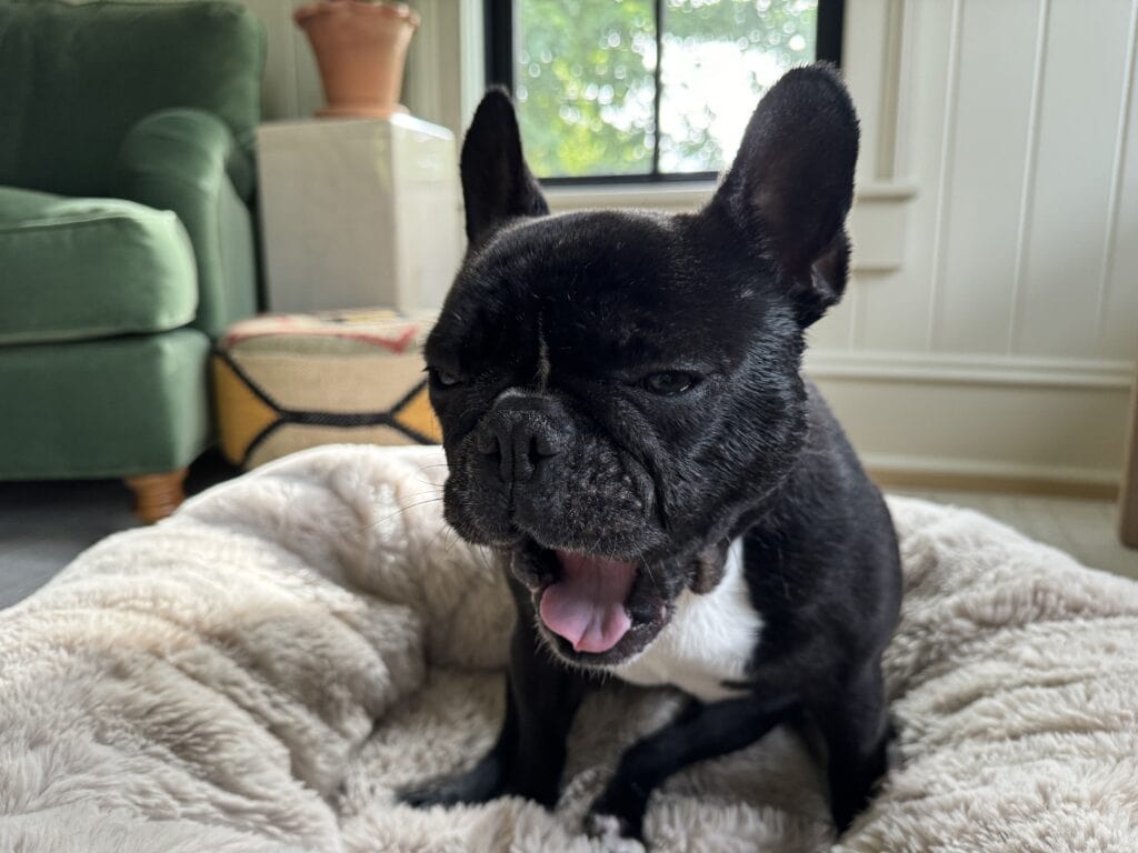 Black French bulldog named Kip yawning while sitting on a fluffy bed.