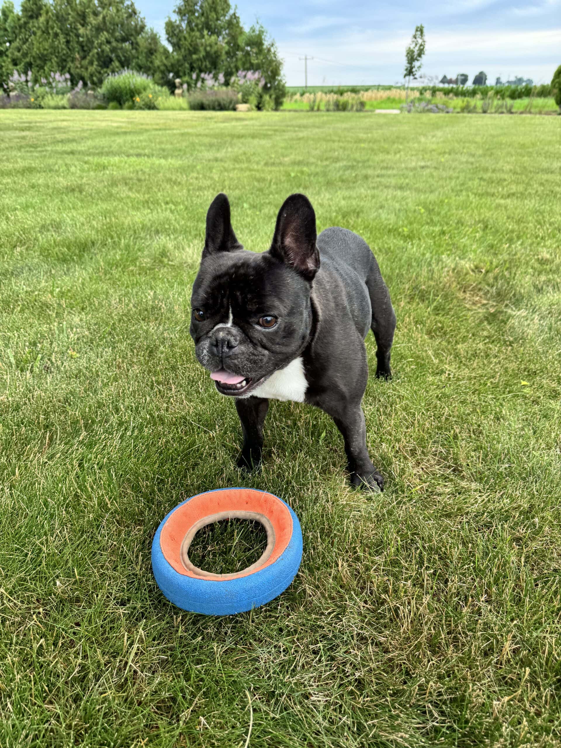 Black French bulldog standing in front of a frisbee in the yard waiting for it to be thrown.