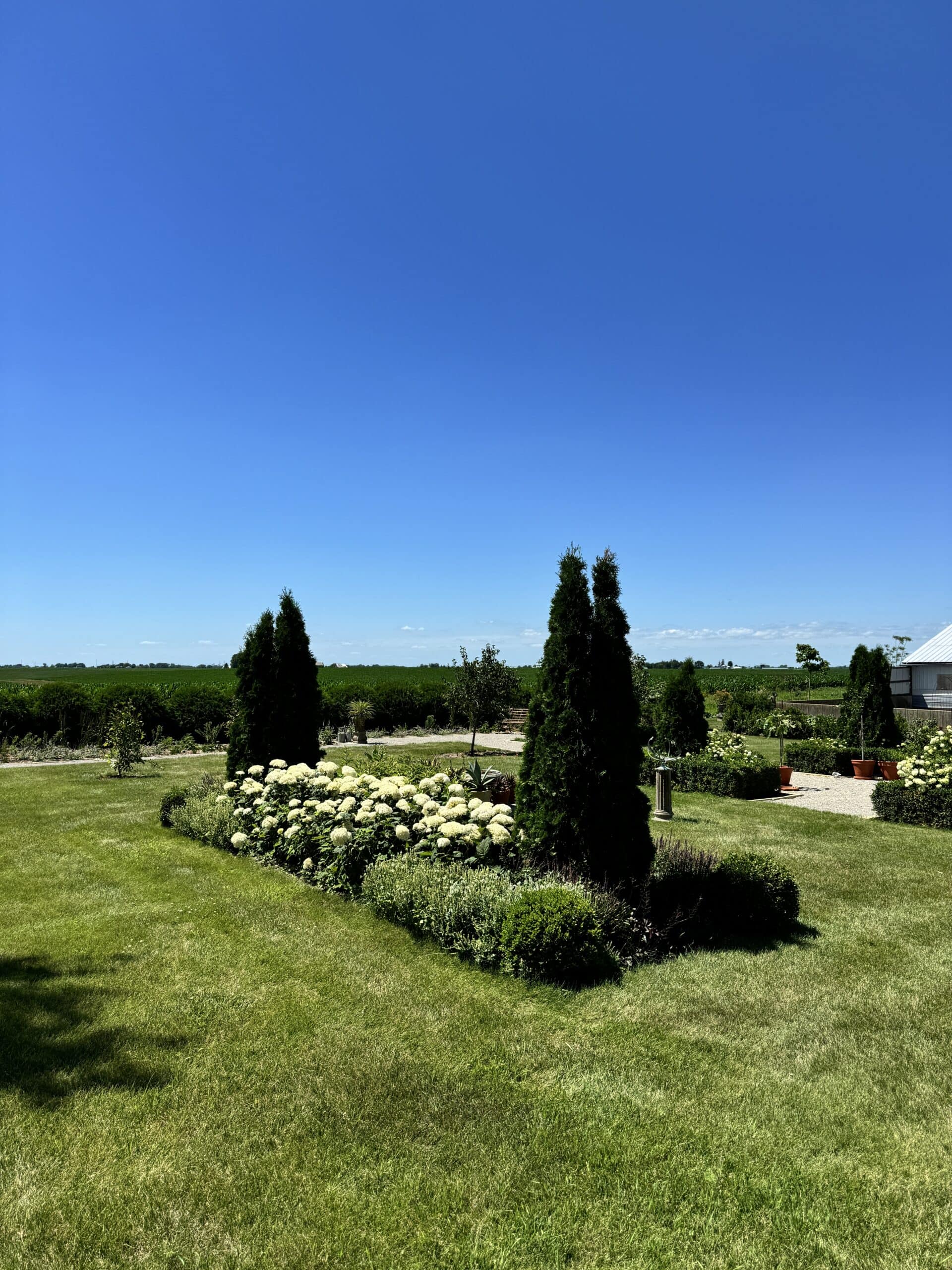 Blue sky with green yard with hydrangeas growing in flowerbed.