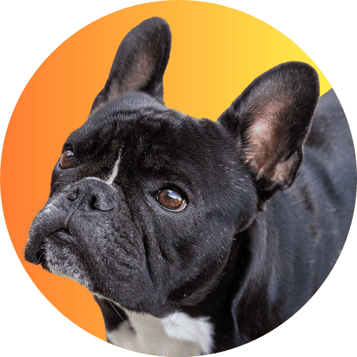 Black French bulldog named Kip standing in front of orange to yellow background.