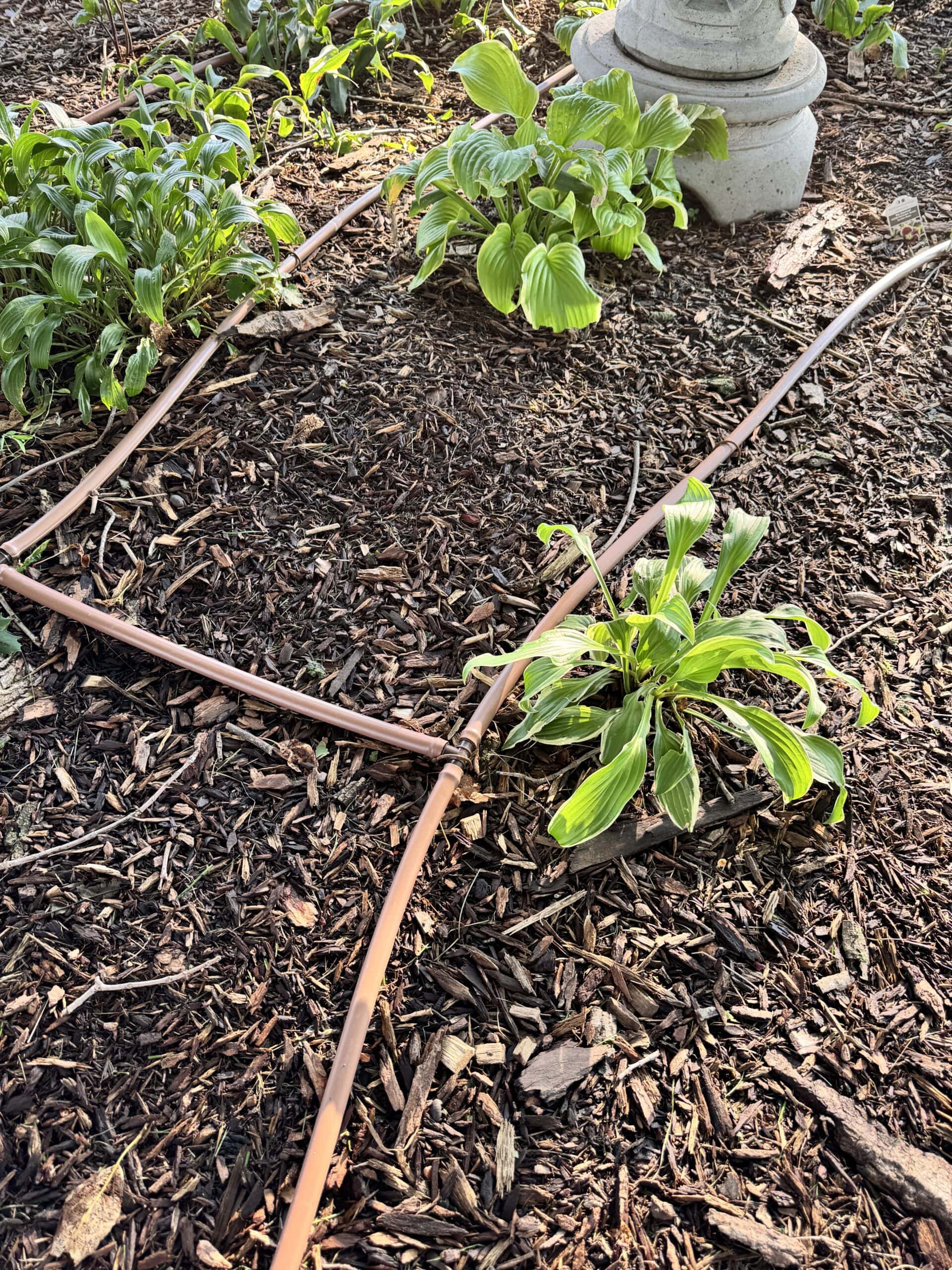 Brown pipes creating a network for a drip line system to water flowerbeds with hostas all around.