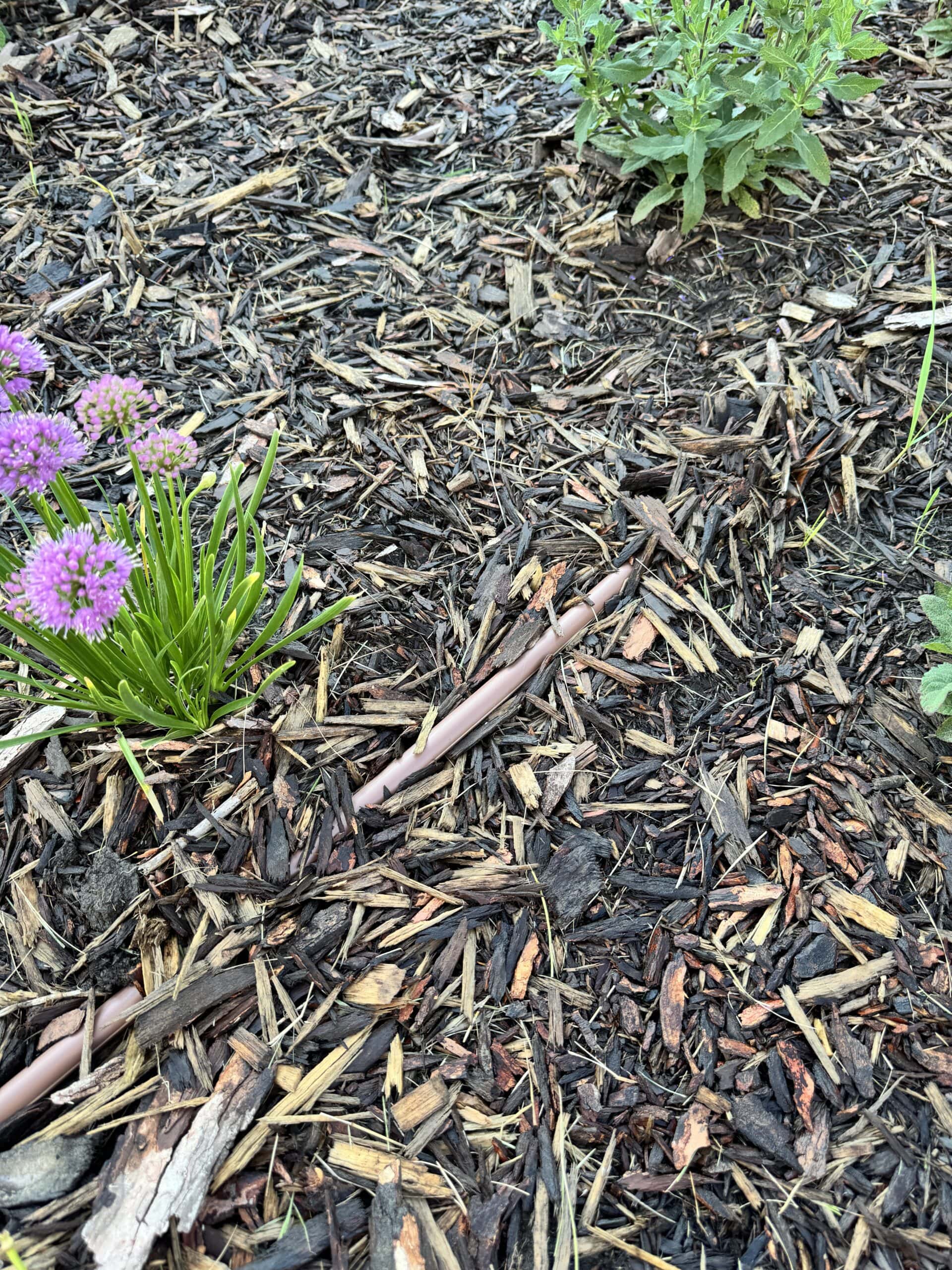 Brown pipe visible through the mulch for drip lines in flowerbeds.