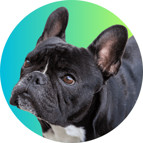 Black French bulldog named Kip standing in front of a blue to green ombre background.