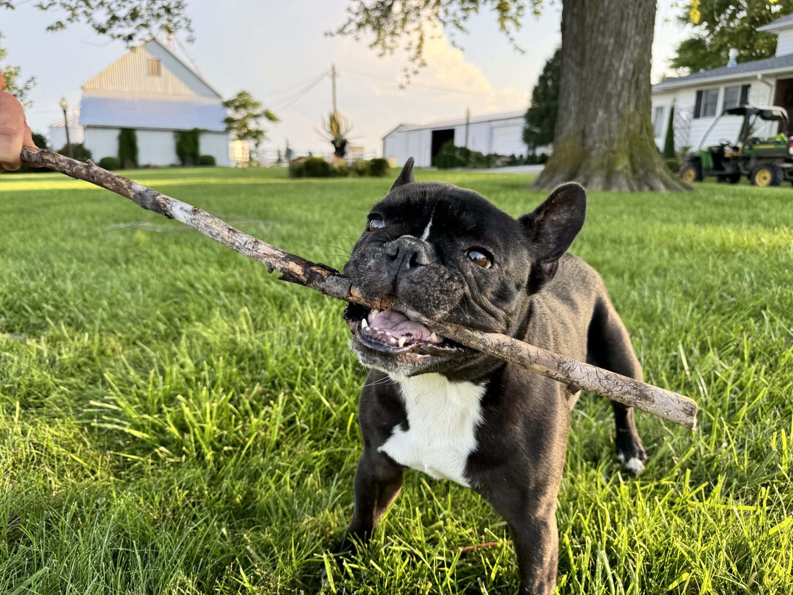 Black French bulldog named Kip standing with a stick in his mouth in the grass.