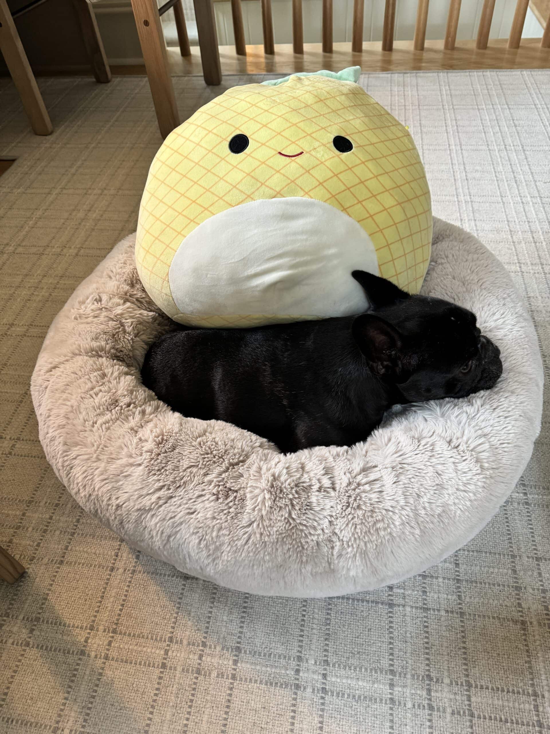 Black French bulldog in a fluffy taupe bed with a large pineapple stuffed animal to the side.