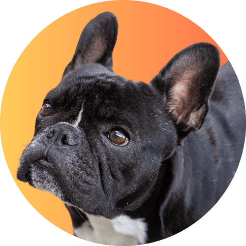 Black French named Kip standing in front of an orange to yellow background looking upwards.