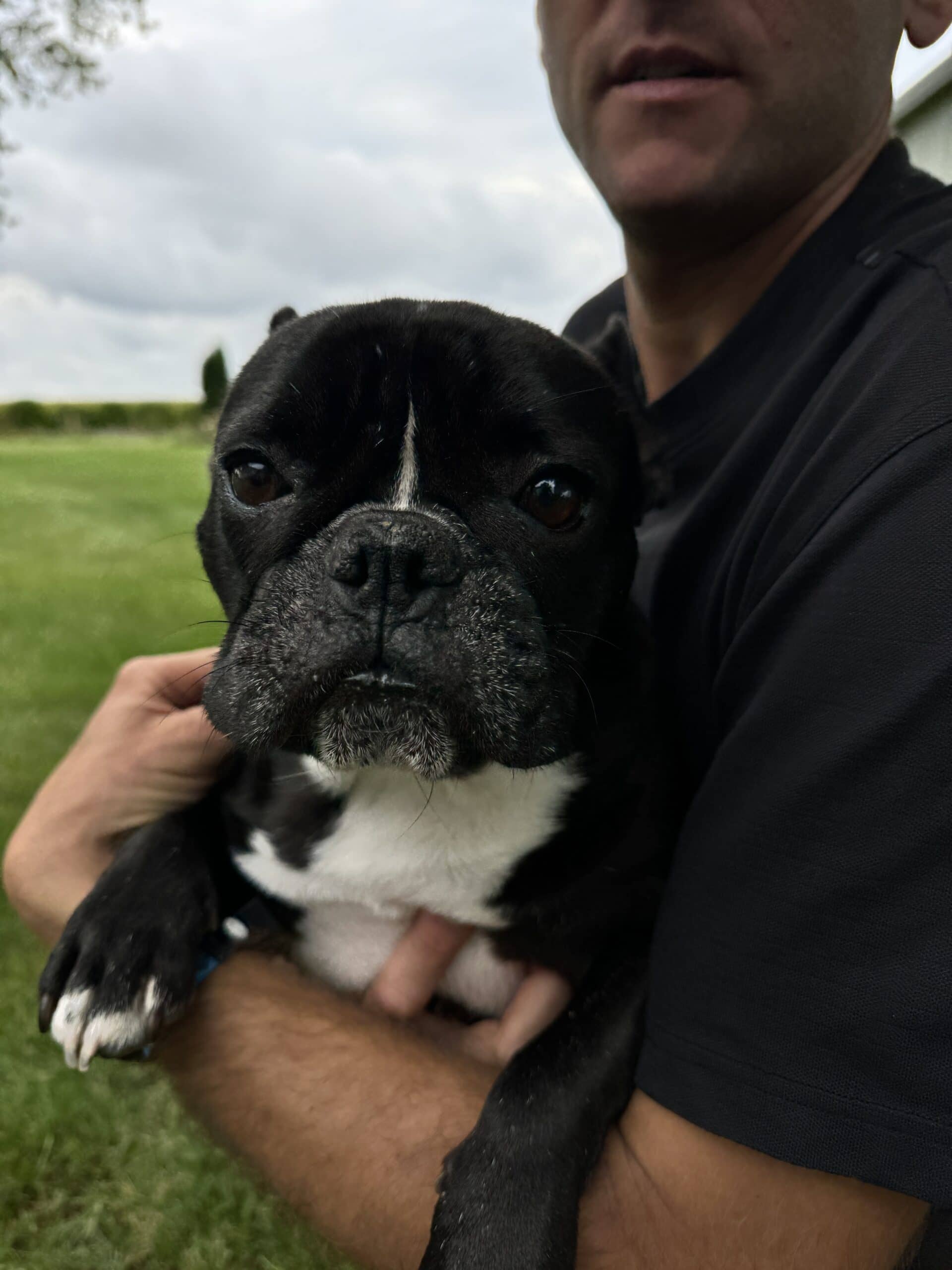 Close up of black French bulldog named Kip with sad look on his face.