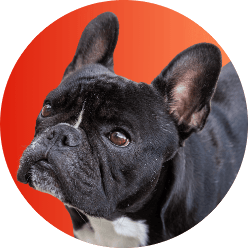 Black French bulldog standing in front of red to orange ombre background.