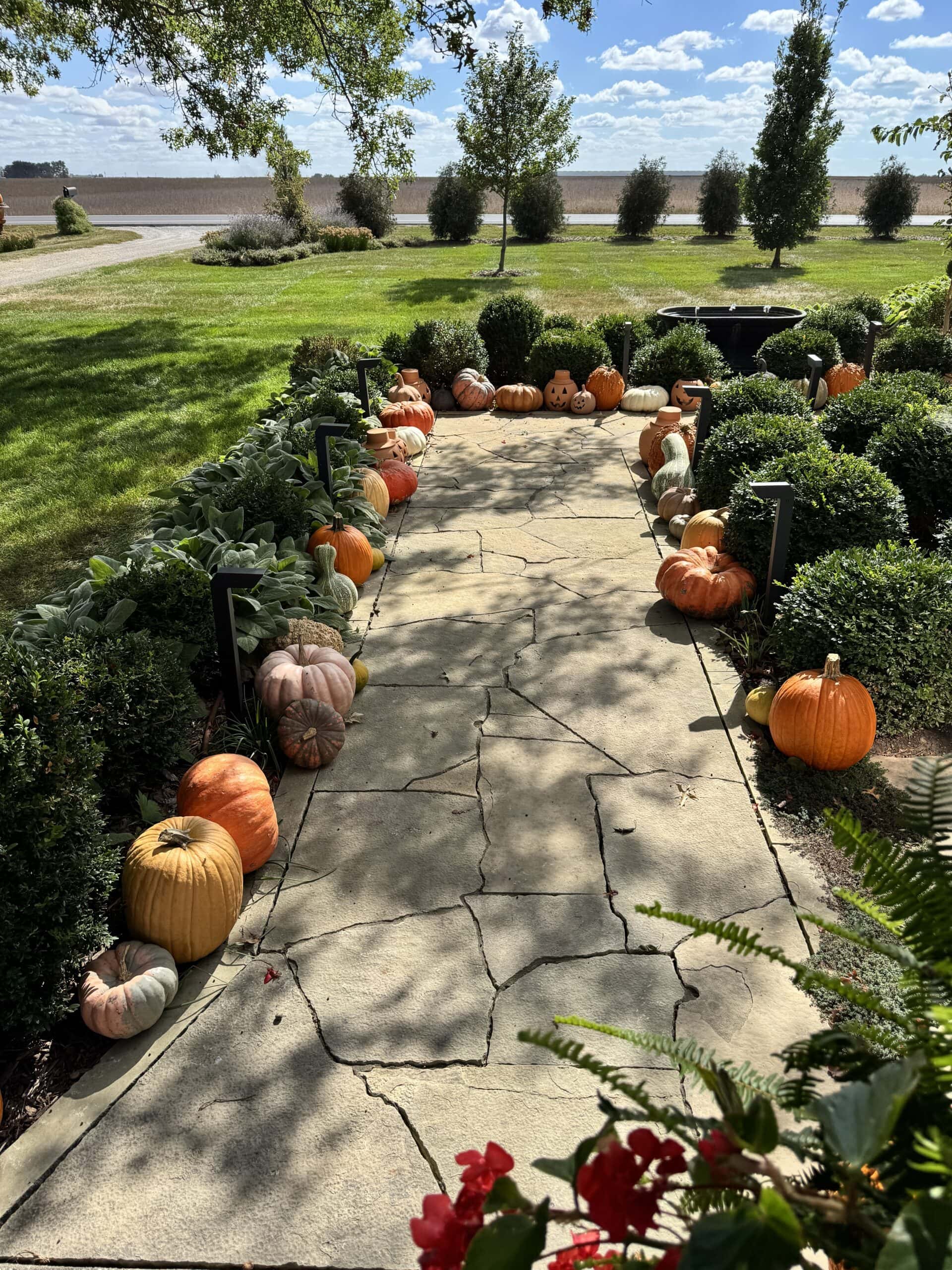 Pathway with pumpkins set along both sides for the fall season with dappled light from a tree.