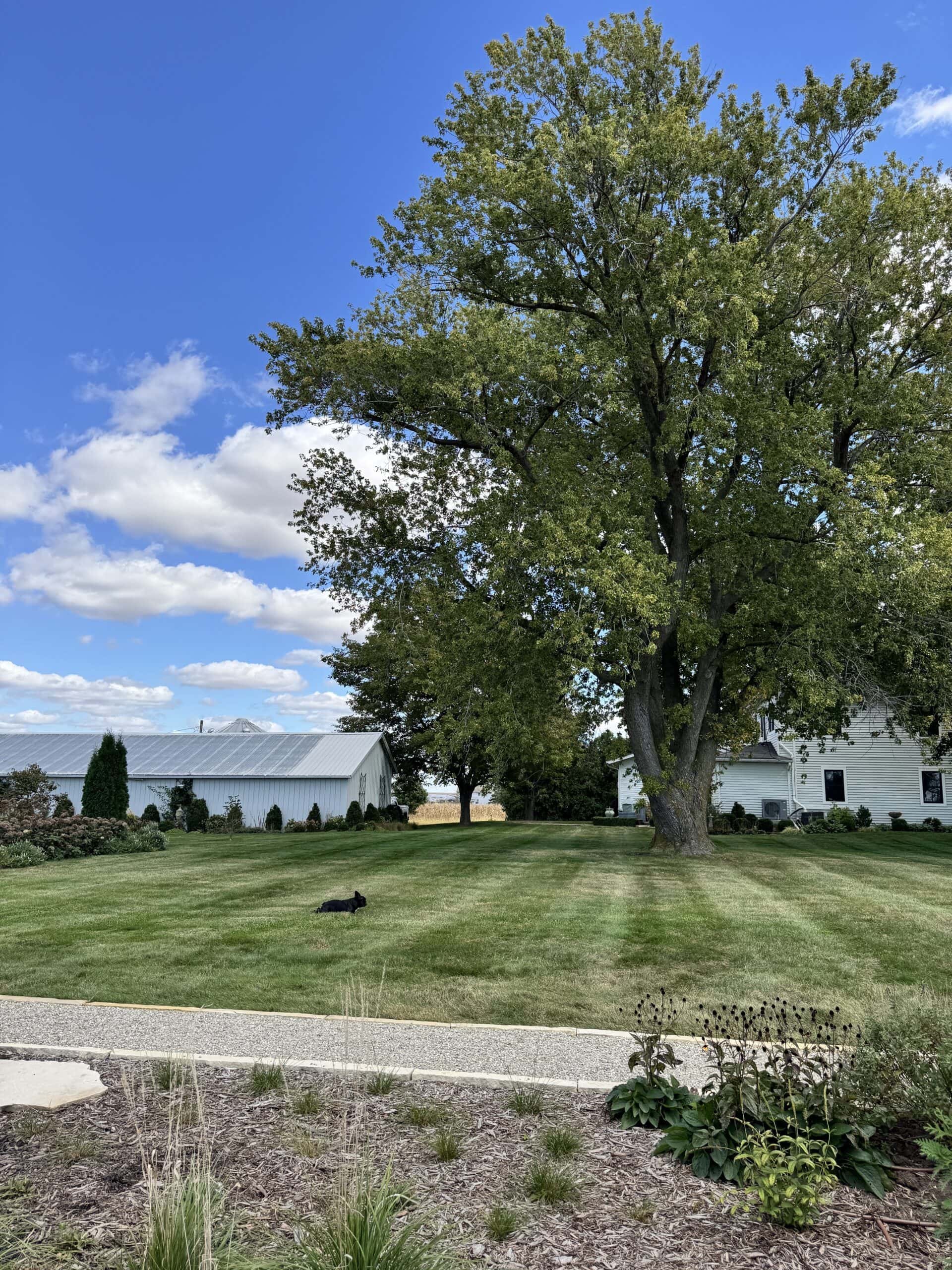 Blue sky with large tree and big yard with landscape all around.