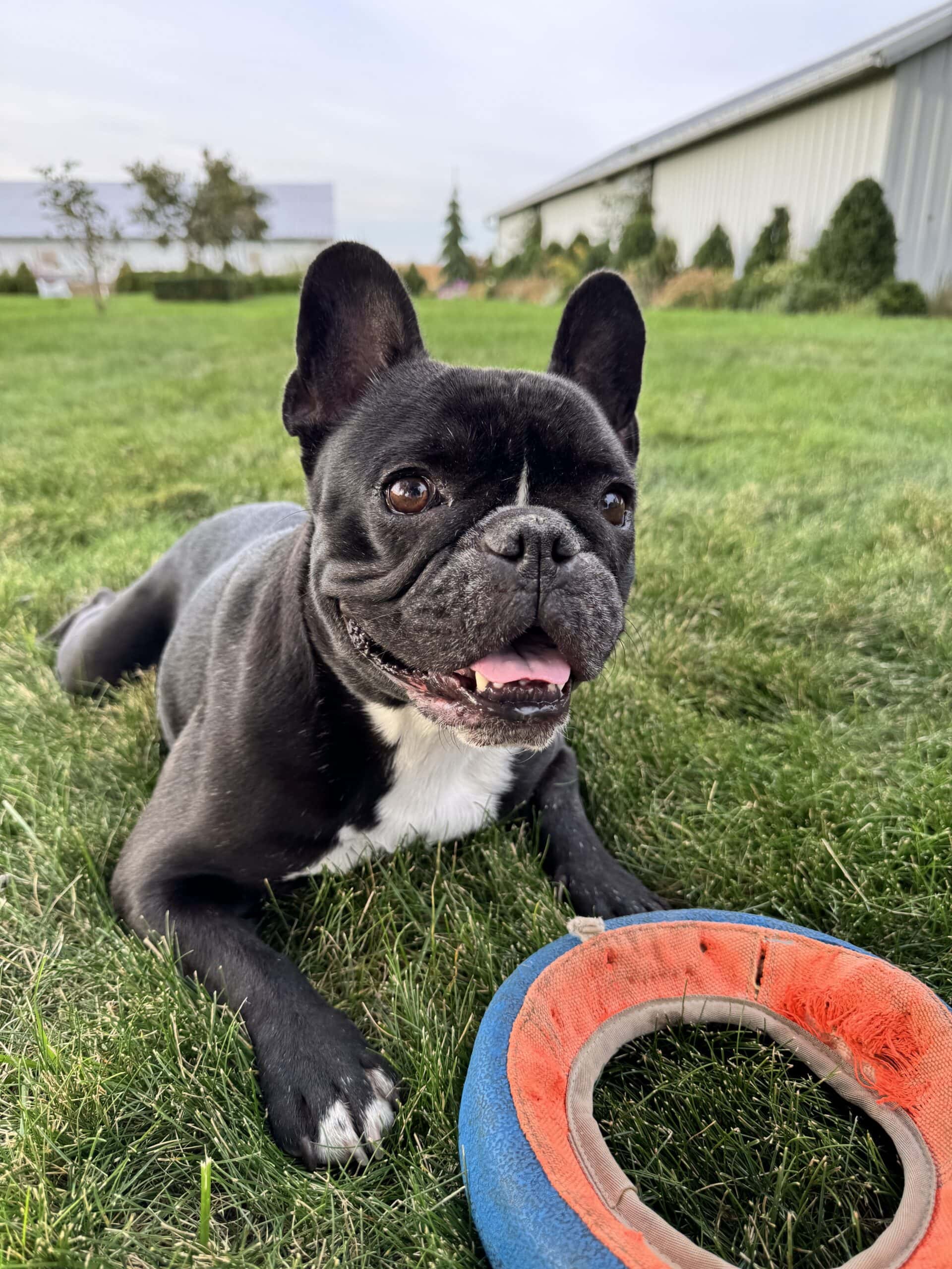 Black French bulldog laying in the grass in front of a frisbee with mouth open.