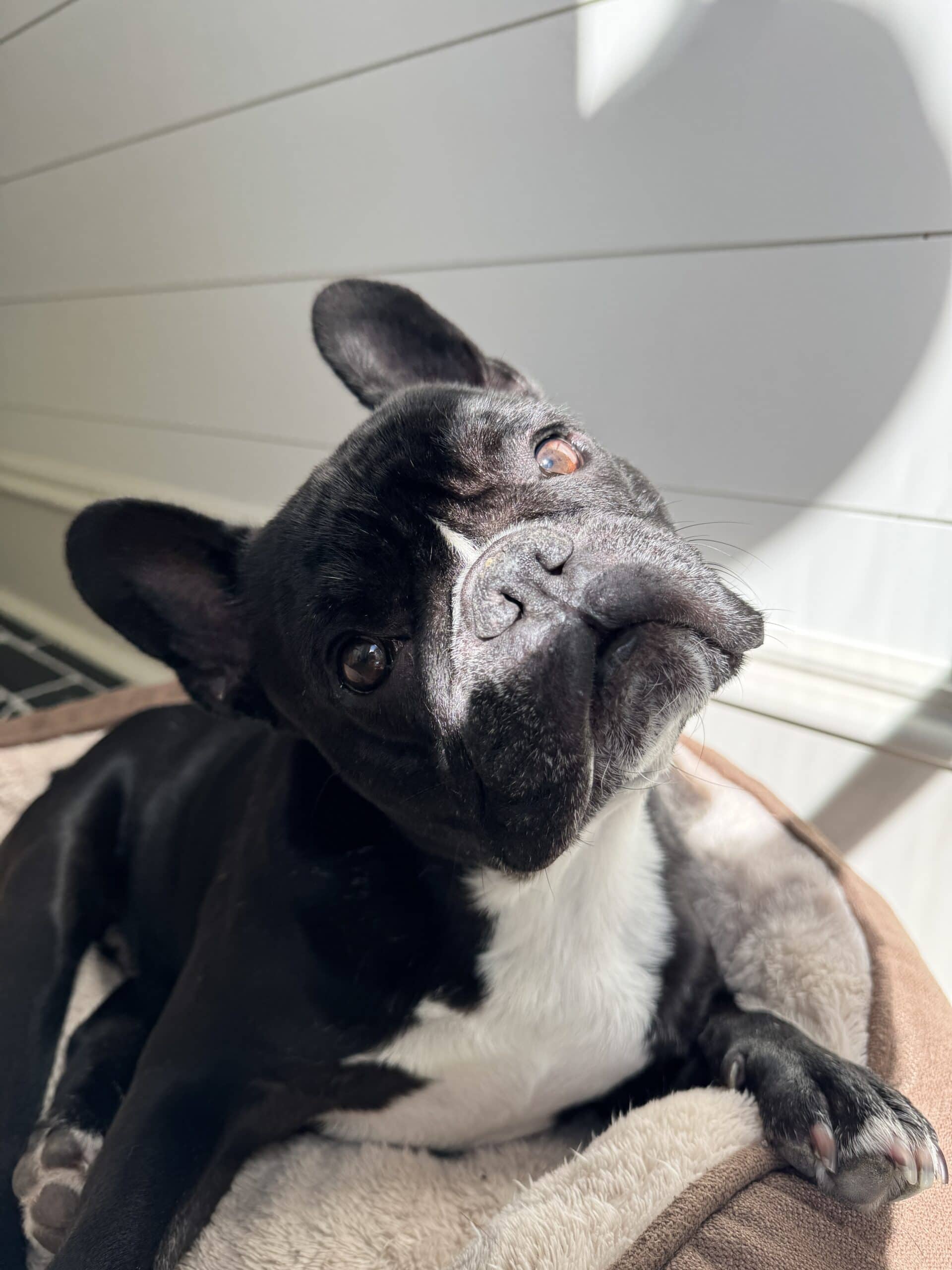 Black French bulldog named Kip laying on beds with sunlight beaming over his eyes.