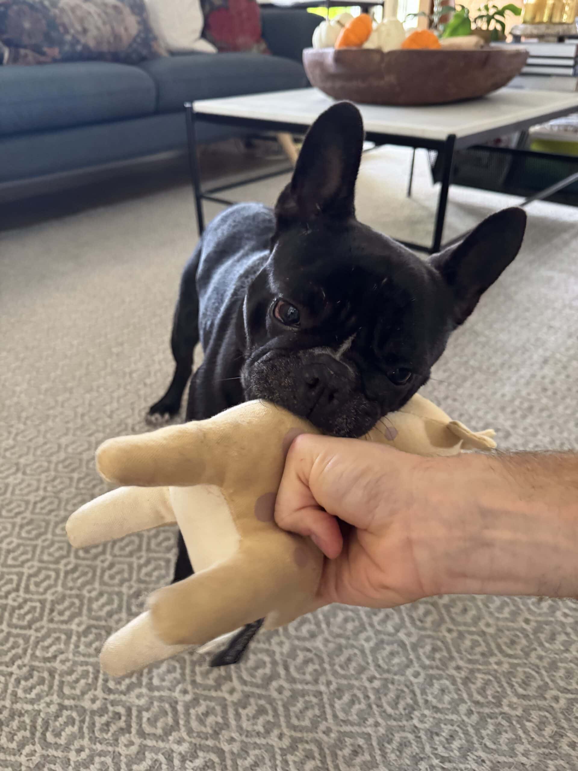 Black French bulldog named Kip grabbing a giraffe toy with his teeth from hand.