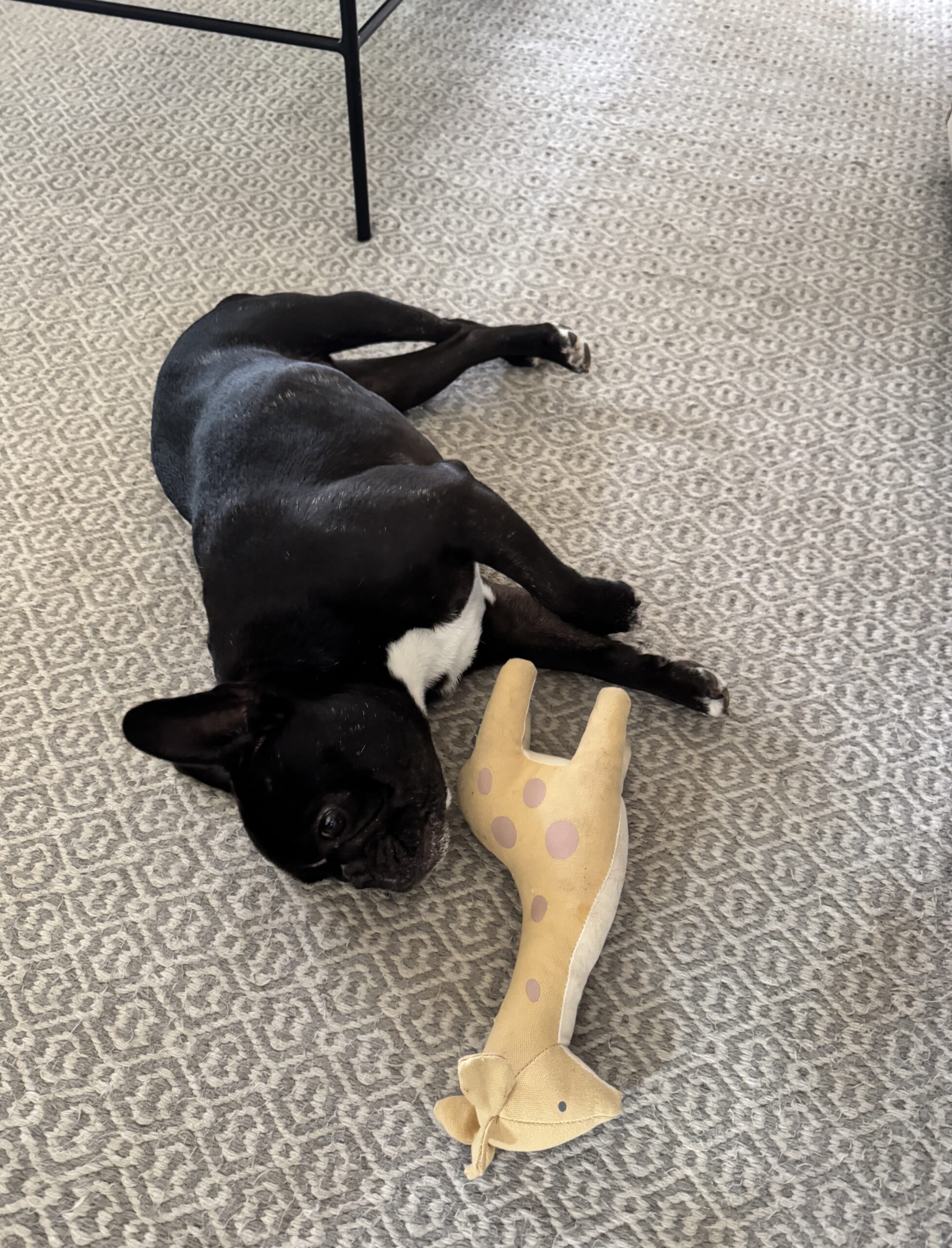 Black French bulldog laying on his side on a rug with a giraffe toy in his mouth.