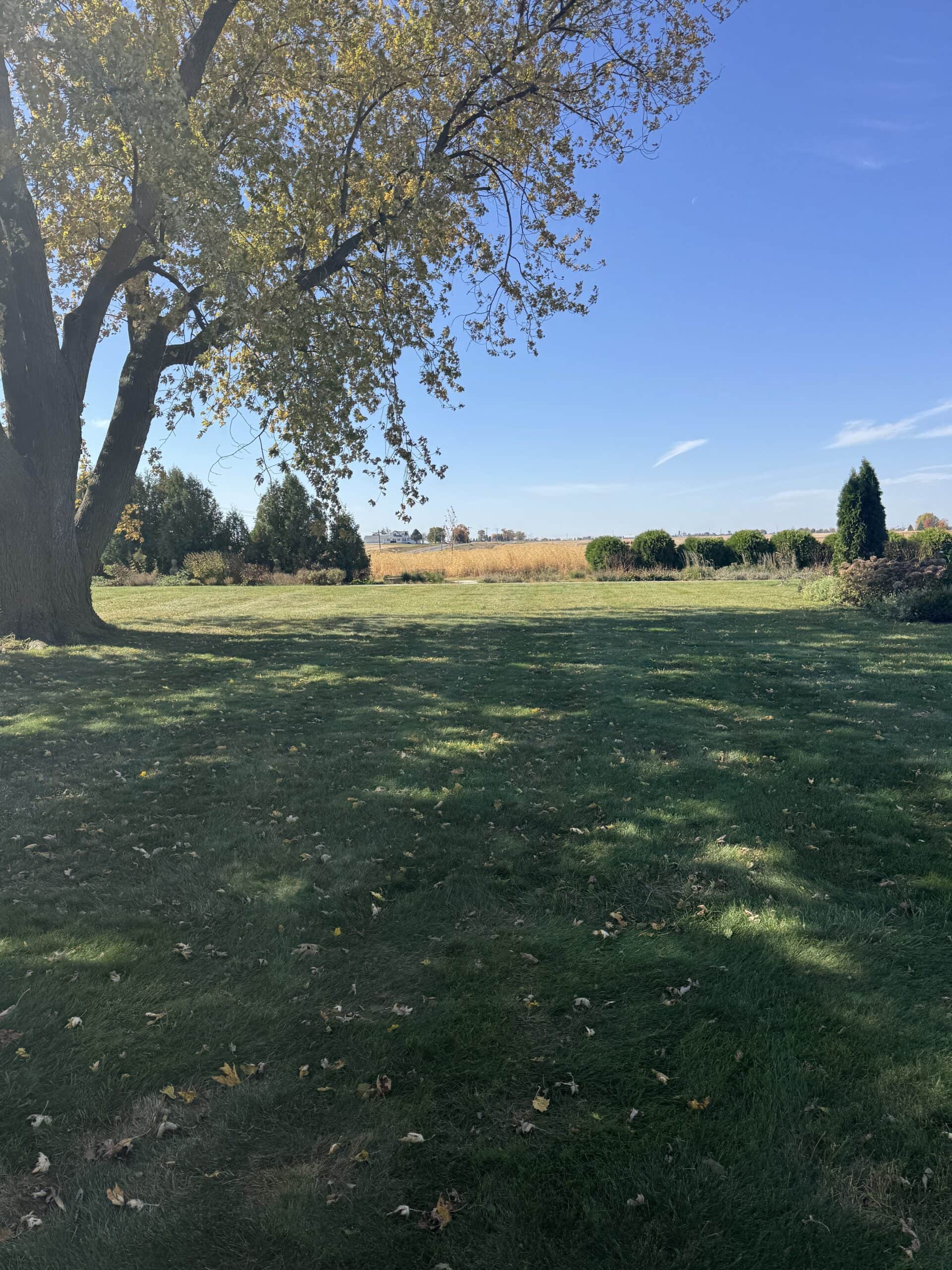 Green yard with large tree and bright blue sky with shadows.