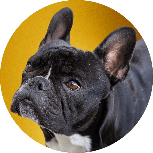 Black French bulldog named Kip standing in front of gold background.