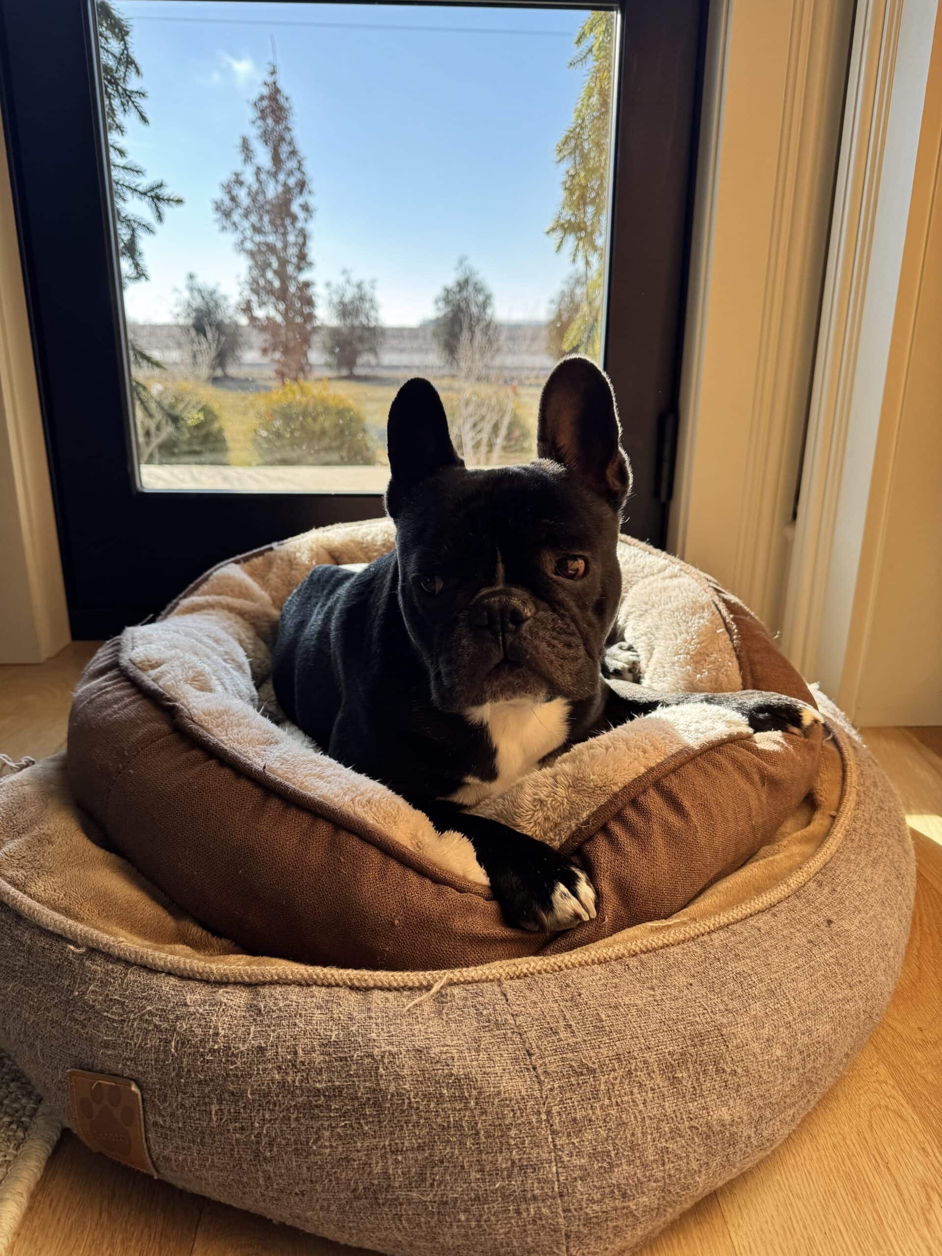 Black French bulldog sitting in a dog bed in the sun with a door in the background.