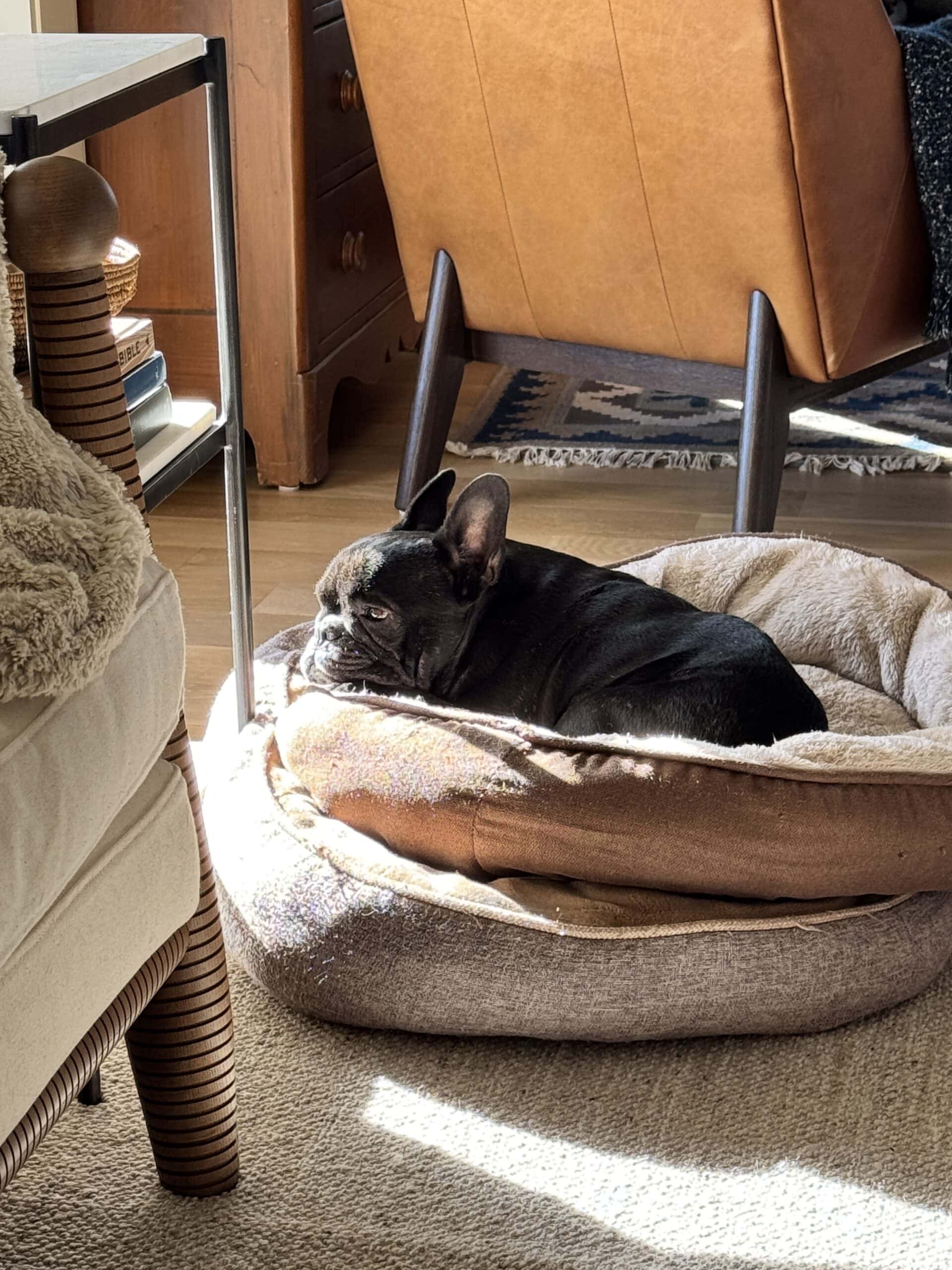 Black French bulldog named Kip laying in a bed in the sun soaking up the warmth.