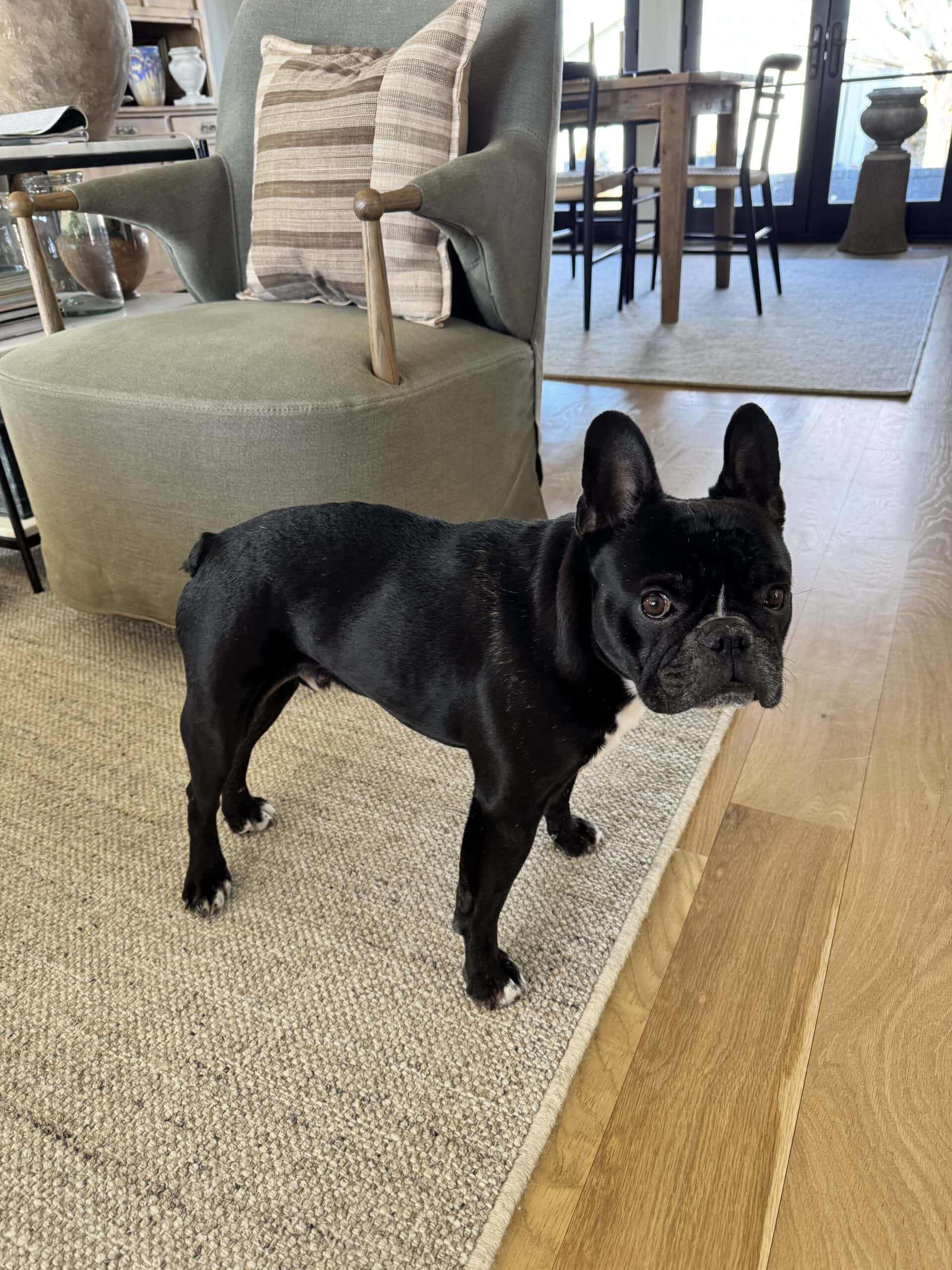Black French bulldog named Kip standing in a living room showing his posture.