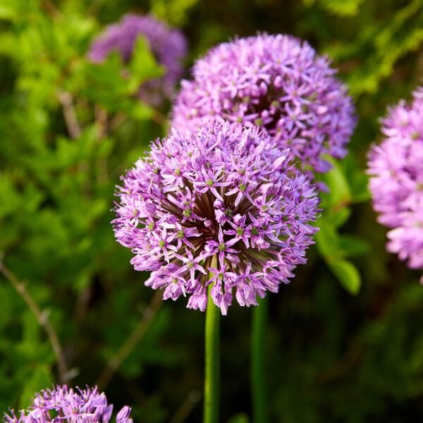 Bright purple allium in a flowerbed.